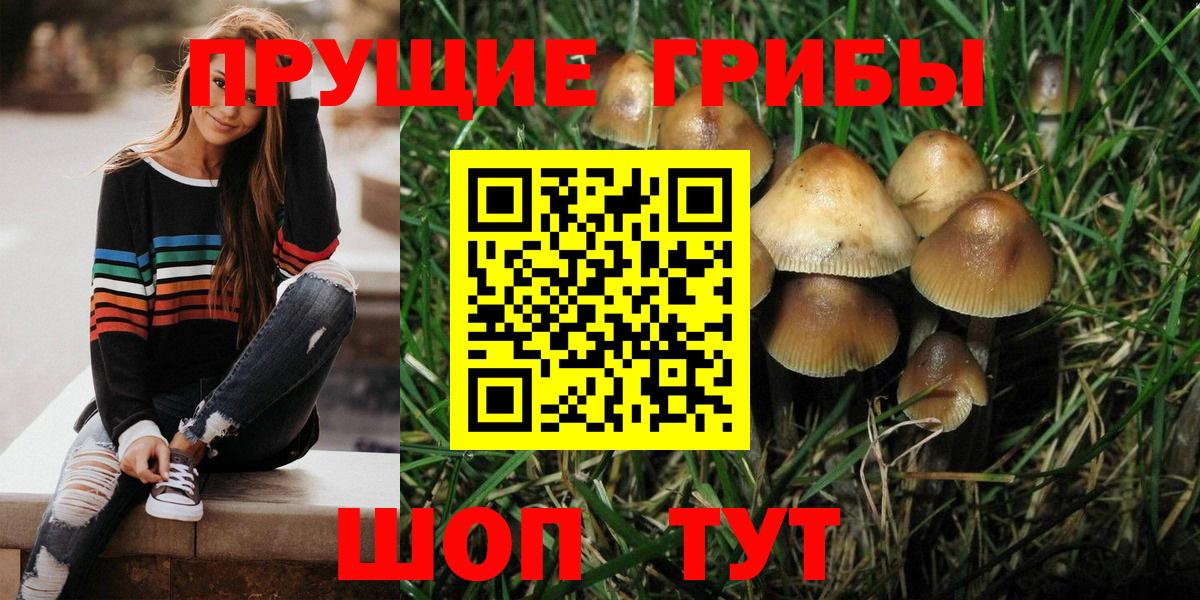 Псилоцибиновые грибы Cubensis Можга